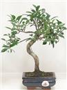 <b>Ficus Retusa</b> Esemplare Unico cm 29-29,00 € (10)