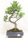 <b>Ficus Retusa</b> Esemplare Unico cm 37-45,00 € (10)