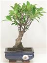 <b>Ficus Retusa</b> Esemplare Unico cm 26-19,00 € (10)