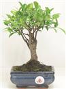 <b>Ficus Retusa</b> Esemplare Unico cm 25-19,00 € (10)