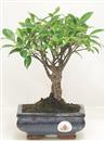 <b>Ficus Retusa</b> Esemplare Unico cm 24-19,00 € (10)