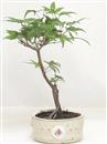 <b>Acero Deshojo</b> Esemplare Unico cm 27-39,00 €