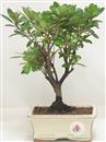 .<b>Azalea Indica</b> Esemplare Unico cm 27-39,80 €