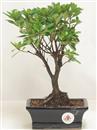 .<b>Azalea Indica</b> Esemplare Unico cm 28-39,80 €