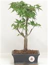 <b>Acero Katsura</b> Esemplare Unico cm 30-55,00 €