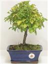 <b>Biancospino</b> Esemplare Unico cm 28-39,00