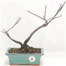 <b>Albero di Giuda</b> Esemplare Unico cm 29-39,00 €