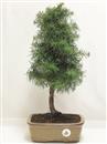 <b>Cedro del Libano</b> Esemplare Unico cm 46-57,00 €