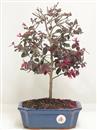 <b>Loropetalum</b> Esemplare Unico cm 38-49,00 €