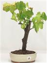 <b>Vite</b> Esemplare Unico cm 35-65,00 €