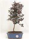 <b>Loropetalum</b> Esemplare Unico cm 42-49,00 €
