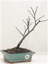 <b>Albero di Giuda</b> Esemplare Unico cm 33-39,00 €