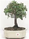 <b>Quercia da Sughero</b> Esemplare Unico cm 26-49,00 €