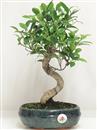 <b>Ficus Retusa</b> Esemplare Unico cm 34-39,00 € (10)