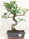 <b>Ficus Retusa</b> Esemplare Unico cm 31-45,00 € (10)