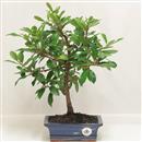 <b>Corbezzolo</b> Esemplare Unico cm 37-39,00 €