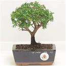 <b>Mirto</b> Esemplare Unico cm 20-29,00 €