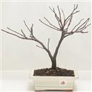 <b>Albero di Giuda</b> Esemplare Unico cm 30-49,00 €