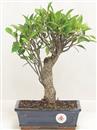 <b>Ficus Retusa</b> Esemplare Unico cm 30-35,00 € (10)