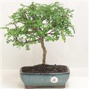 <b>Pepe</b> Esemplare Unico cm 32-49,00 € (7)