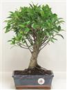 <b>Ficus Retusa</b> Esemplare Unico cm 35-39,00 € (10)