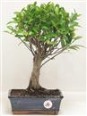 <b>Ficus Retusa</b> Esemplare Unico cm 37-45,00 € (10)
