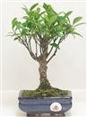<b>Ficus Retusa</b> Esemplare Unico cm 26-19,80 € (10)