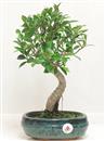 <b>Ficus Retusa</b> Esemplare Unico cm 34-39,00 € (10)