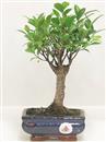 <b>Ficus Retusa</b> Esemplare Unico cm 27-19,80 € (10)