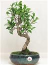 <b>Ficus Retusa</b> Esemplare Unico cm 38-39,00 € (10)