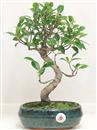 <b>Ficus Retusa</b> Esemplare Unico cm 36-39,00 € (10)