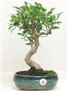 <b>Ficus Retusa</b> Esemplare Unico cm 40-39,00 € (10)
