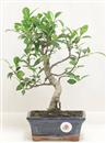 <b>Ficus Retusa</b> Esemplare Unico cm 31-29,00 € (10)