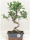 <b>Ficus Retusa</b> Esemplare Unico cm 32-29,00 € (10)