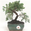 <b>Ginepro Kishu</b> Esemplare Unico cm 22-59,00 €