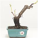 <b>Vite</b> Esemplare Unico cm 26-59,00 €