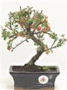 <b>Cotoneaster</b> Esemplare Unico cm 23-69,00 €