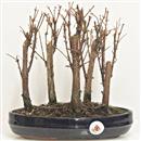 <b>Metasequoia Bosco</b> Esemplare Unico cm 22-69,00 €