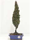 <b>Cipresso</b> Esemplare Unico cm 44-39,00 €