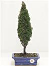 <b>Cipresso</b> Esemplare Unico cm 39-39,00 €