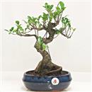 <b>Ficus Retusa</b> Esemplare Unico cm 33-39,00 € (10)