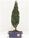 <b>Cipresso</b> Esemplare Unico cm 42-39,00 €