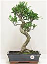 <b>Ficus Retusa</b> Esemplare Unico cm 43-85,00 € (10)