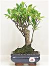 <b>Ficus Retusa</b> Esemplare Unico cm 26-19,00 € (10)