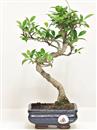 <b>Ficus Retusa</b> Esemplare Unico cm 32-29,00 € (10)