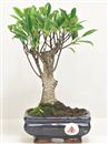 <b>Ficus Retusa</b> Esemplare Unico cm 25-19,00 € (10)