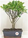 <b>Ficus Retusa</b> Esemplare Unico cm 30-33,00 € (10)