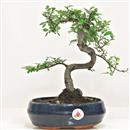 <b>Olmo Cinese</b> Esemplare Unico cm 30-39,00 €