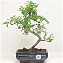 <b>Pepe</b> Esemplare Unico cm 32-39,00 € (7)