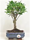 <b>Ficus Retusa</b> Esemplare Unico cm 28-19,80 € (10)